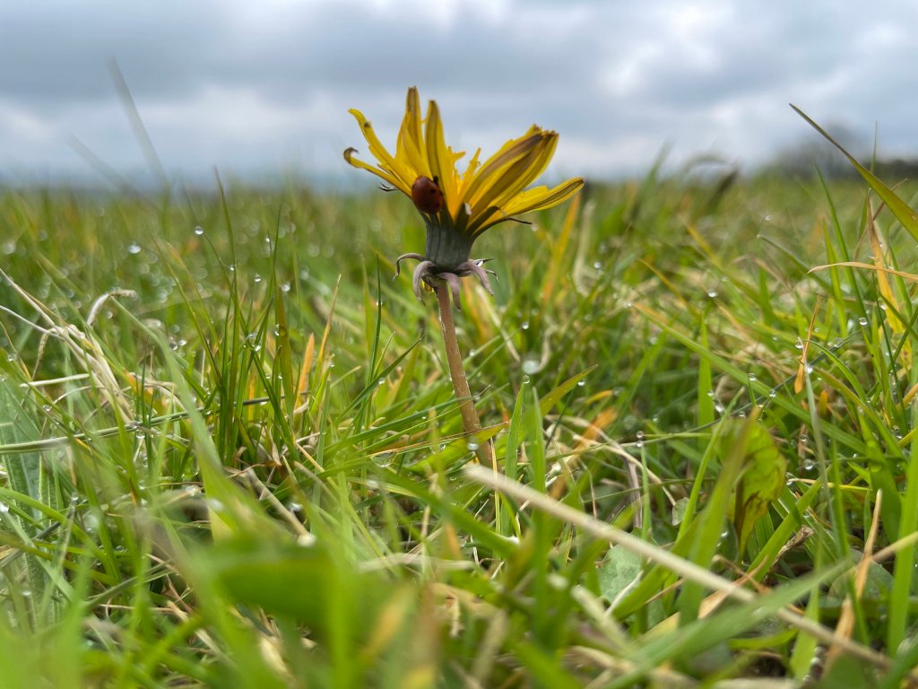 close up image of dandelion growing in grass and a ladybug crawling on the petals