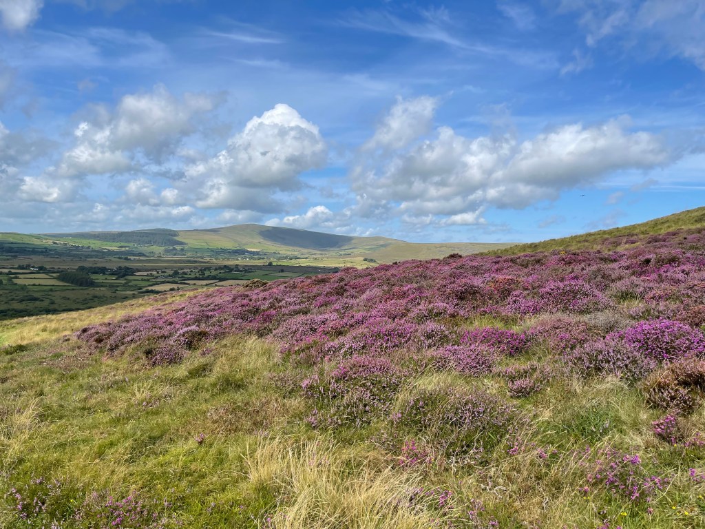 Heather in front of the highest peak of the Preseli Hills